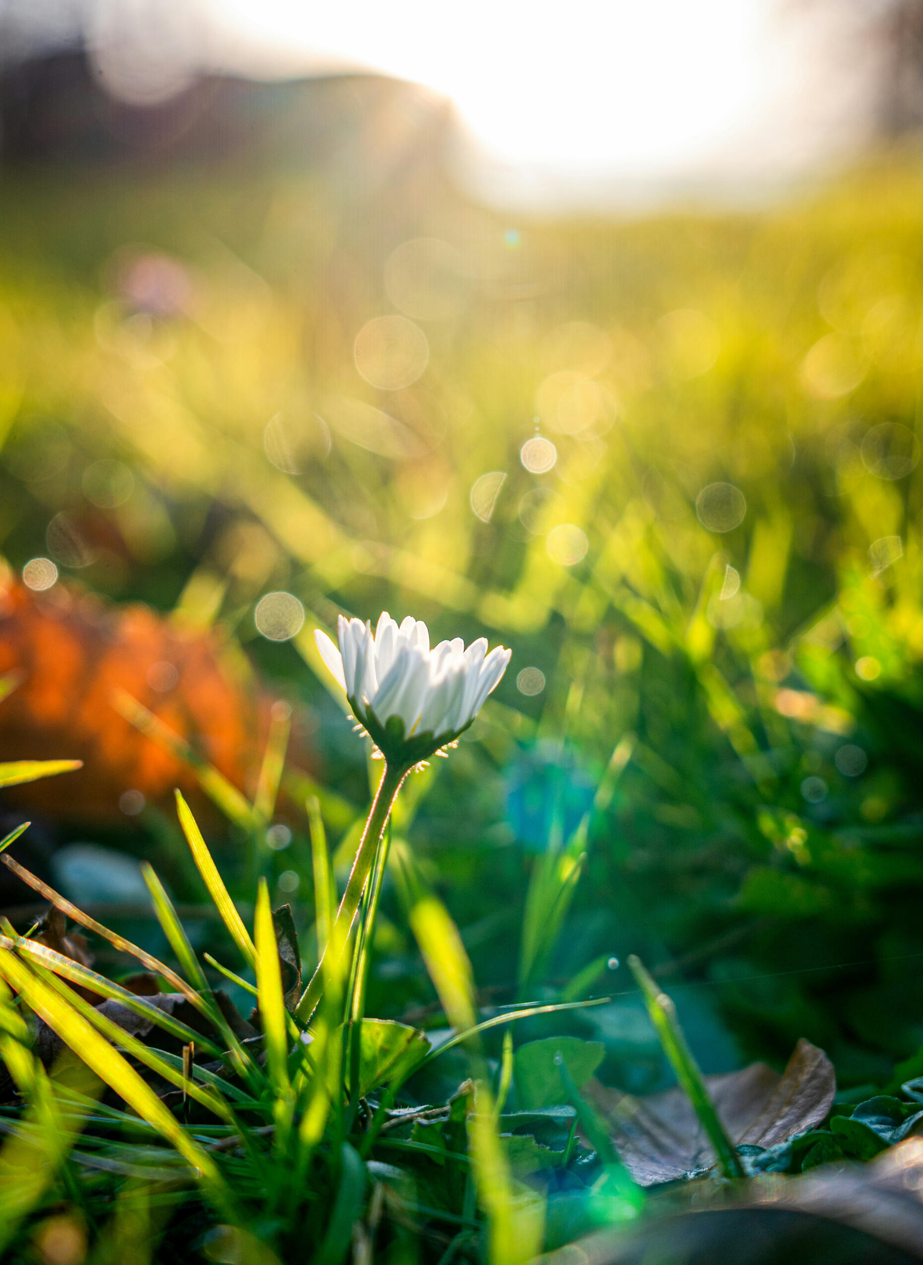 Serenity, calming, nature,