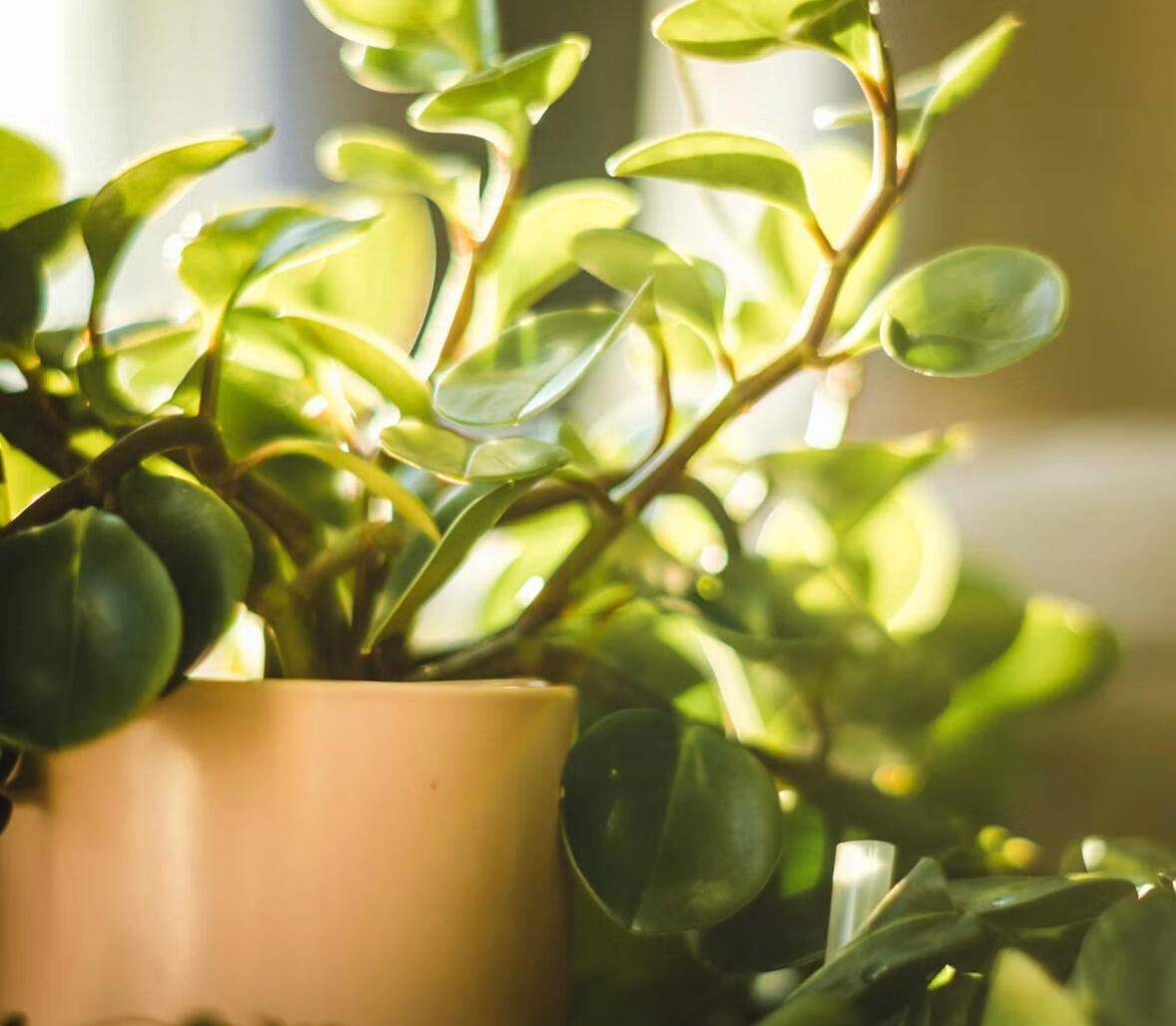 Mental health support Mindfulness to reduce anxiety and depression, self-esteem, coping skills